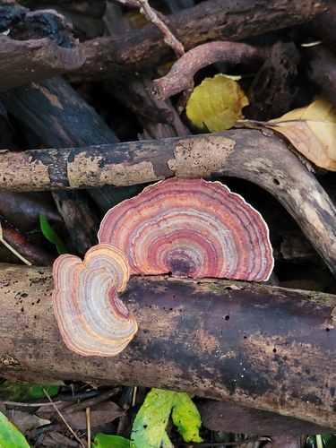 Microporus affinis, 2026-09-05