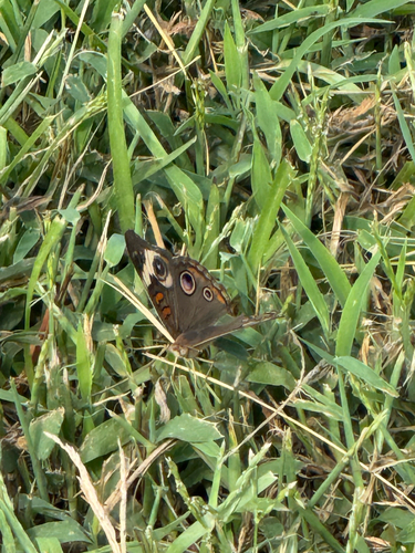 Common Buckeye