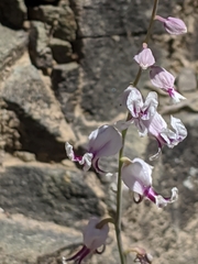 Streptanthus glandulosus secundus