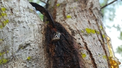 Colecerus marmoratus