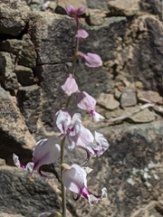 Streptanthus glandulosus secundus