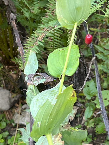 Streptopus amplexifolius, photograph 6