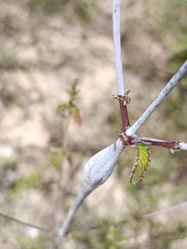 Hypenia salzmannii