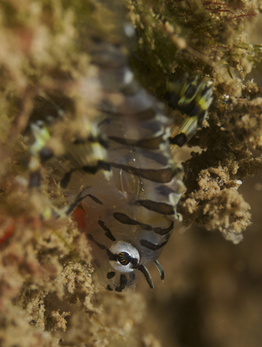 Pterois sphex observed 2026-07-29