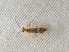 Malthinus occipitalis
