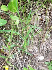 Crotalaria sagittalis