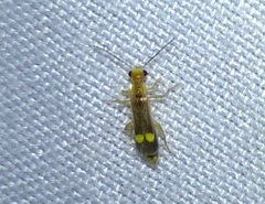 Malthinus occipitalis