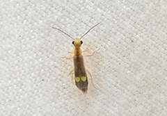 Malthinus occipitalis