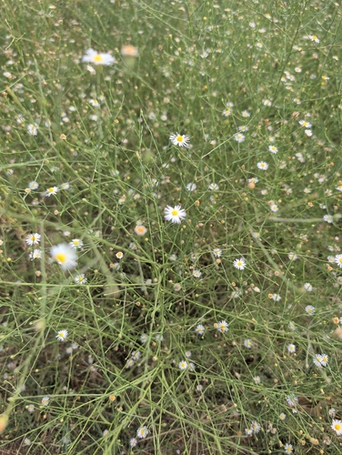 southern annual saltmarsh aster