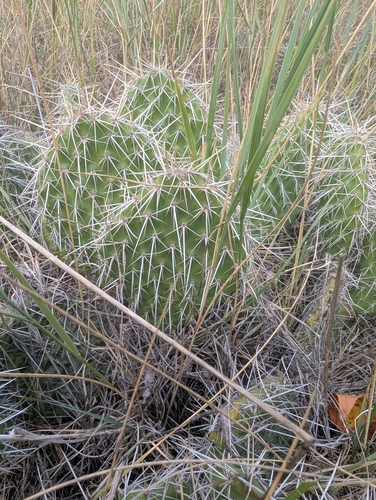 Plains Pricklypear