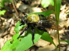 Laphria flavicollis