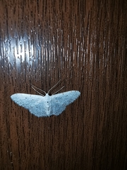 Idaea metohiensis