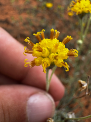 Hymenopappus filifolius