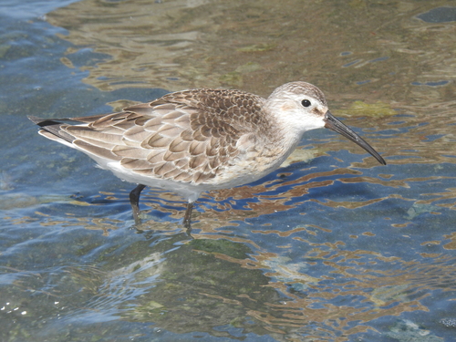 iNaturalist image