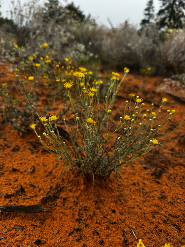 Hymenopappus filifolius, photograph 2