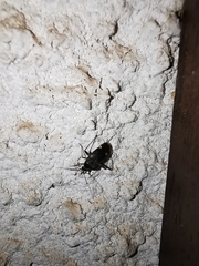 Closterotomus annulus