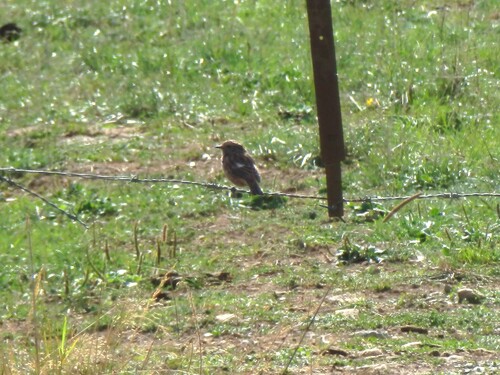 European Stonechat