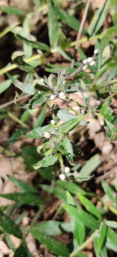 Aegonychon purpurocaeruleum