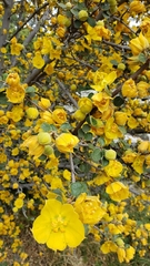 Fremontodendron californicum