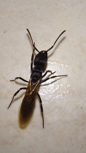 Pachycondyla striata