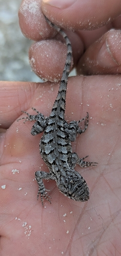 Eastern Fence Lizard