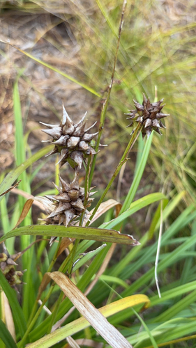 Carex grayi, photograph 6
