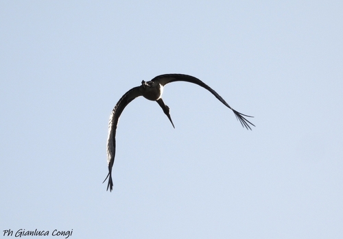 Black Stork