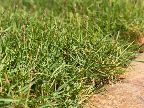 Zoysia matrella observed 2026-09-06