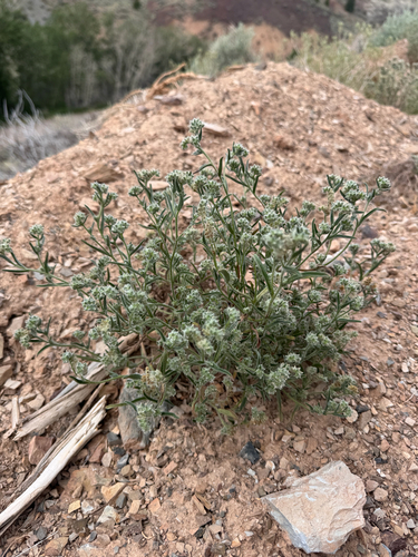 Watson's Cryptantha