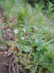 Veronica serpyllifolia serpyllifolia