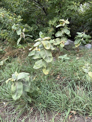 showy milkweed