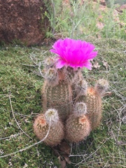 Echinocereus reichenbachii baileyi