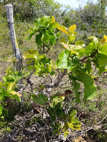 Sandpaper tree