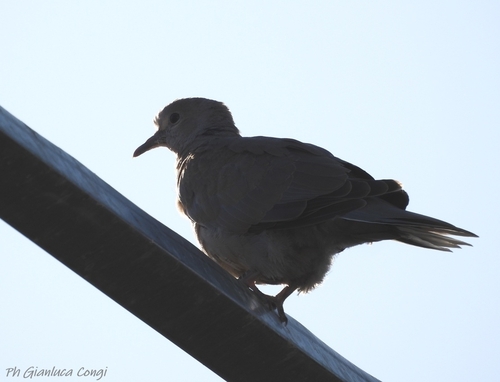 Eurasian Collared-Dove