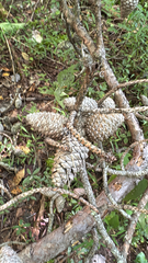 Pinus pungens, photograph (c) Harrison Cole, some rights reserved (CC BY)