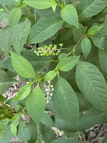 American pokeweed