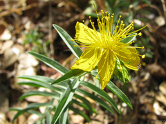 Hypericum concinnum
