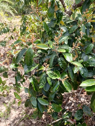 Miconia albicans