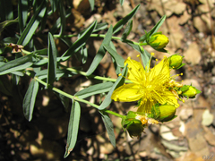 Hypericum concinnum