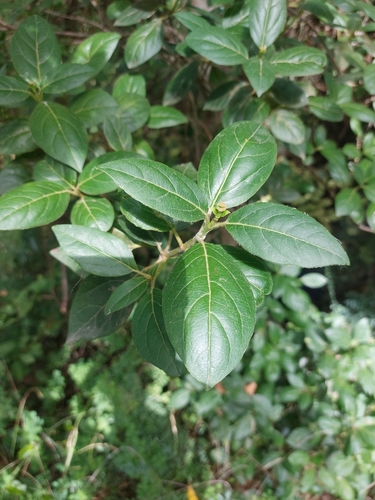 Laurustinus viburnum
