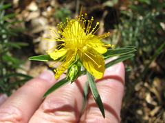 Hypericum concinnum