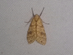 Lophocampa distincta