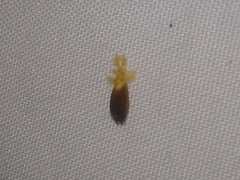 Dalceridae
