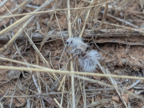 Thistledown Velvet Ant