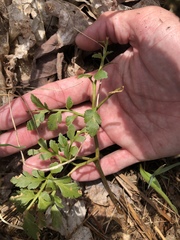 Sceptridium multifidum