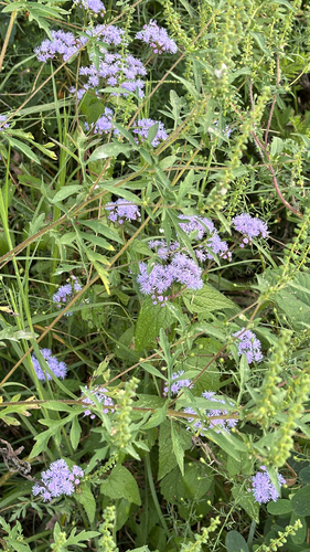 blue mistflower