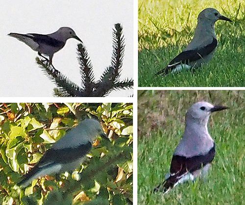 Clark's Nutcracker