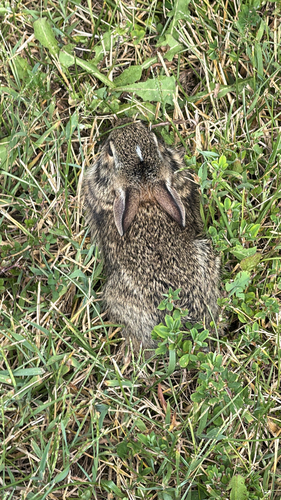 Eastern Cottontail
