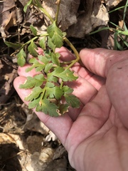 Sceptridium multifidum