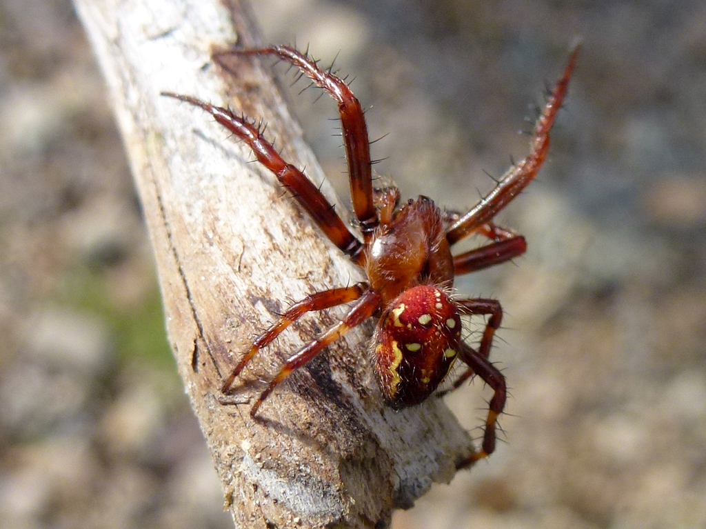 Yukon Orbweaver